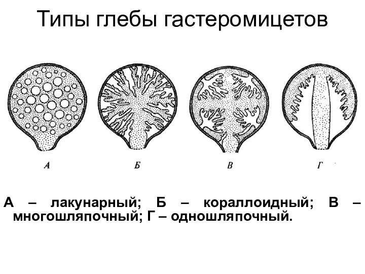 Типы глебы гастеромицетов А – лакунарный; Б – кораллоидный; В – многошляпочный; Г – одношляпочный.