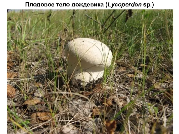 Плодовое тело дождевика (Lycoperdon sp.)