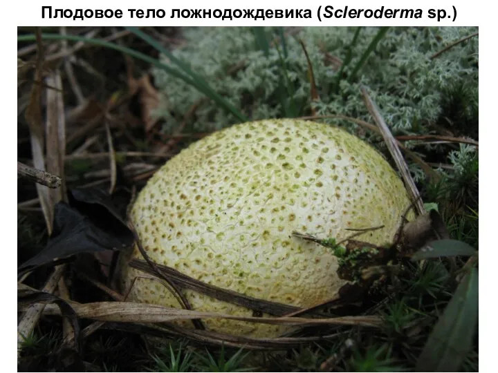 Плодовое тело ложнодождевика (Scleroderma sp.)