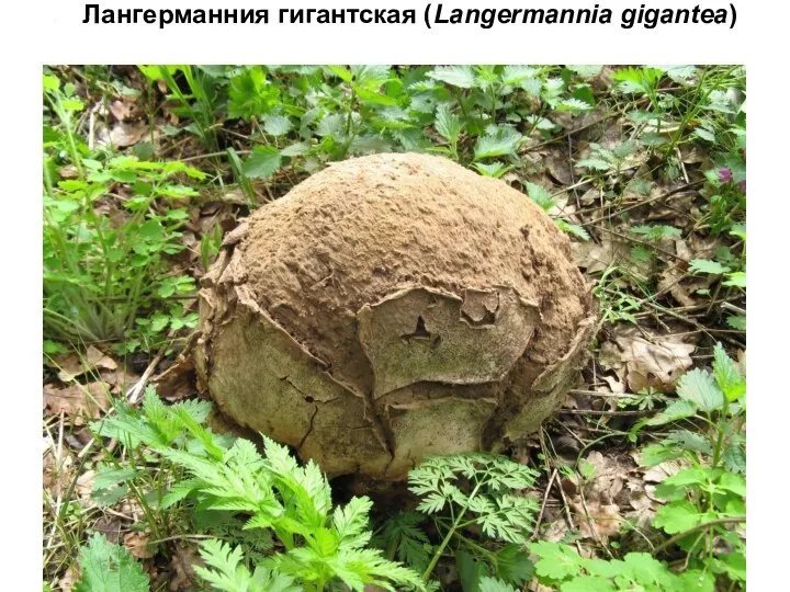Лангерманния гигантская (Langermannia gigantea)