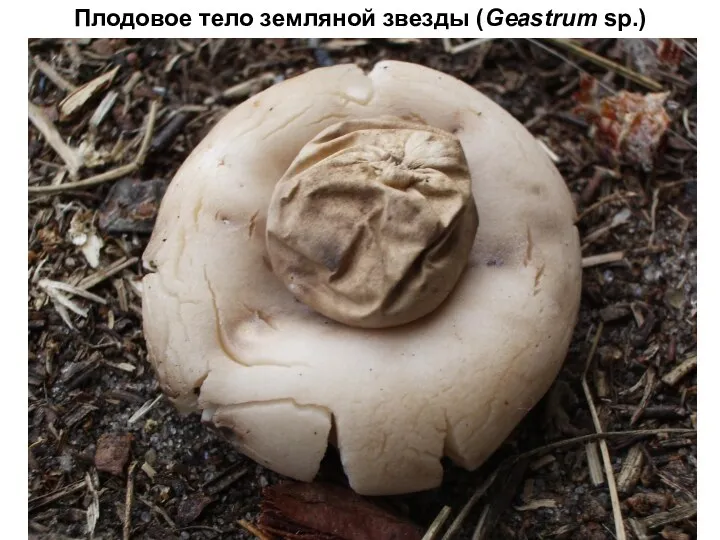 Плодовое тело земляной звезды (Geastrum sp.)