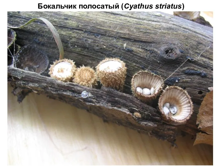 Бокальчик полосатый (Cyathus striatus)