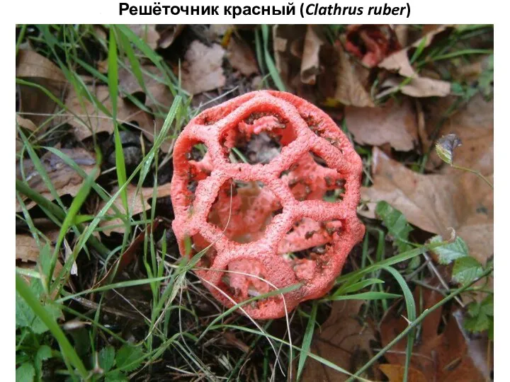 Решёточник красный (Clathrus ruber)