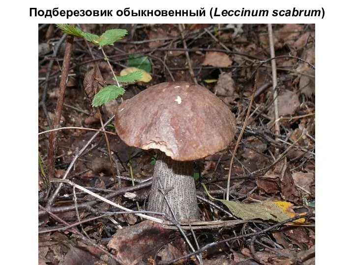 Подберезовик обыкновенный (Leccinum scabrum)