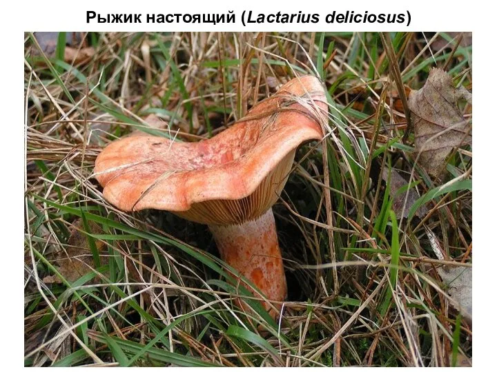 Рыжик настоящий (Lactarius deliciosus)