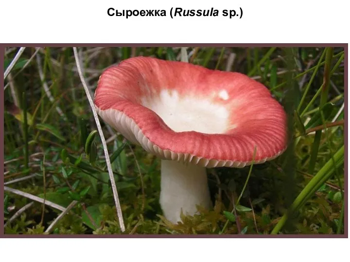 Сыроежка (Russula sp.)