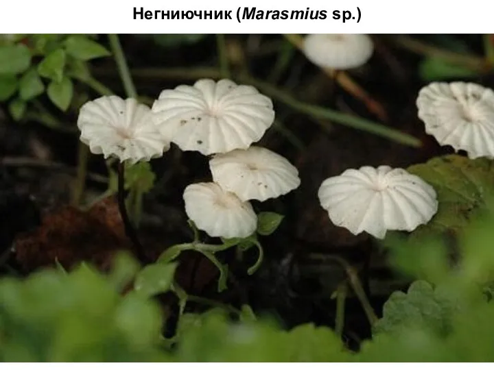 Негниючник (Marasmius sp.)