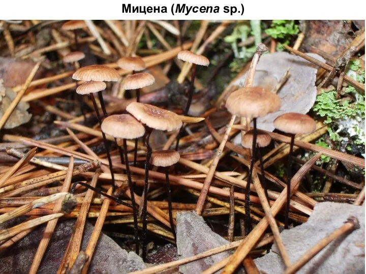 Мицена (Mycena sp.)
