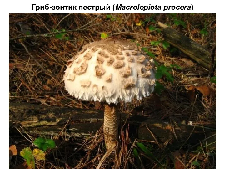 Гриб-зонтик пестрый (Macrolepiota procera)