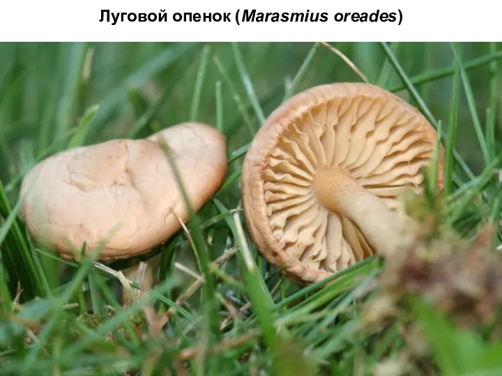 Луговой опенок (Marasmius oreades)