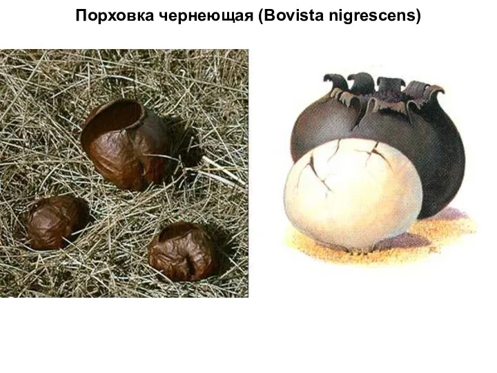 Порховка чернеющая (Bovista nigrescens)