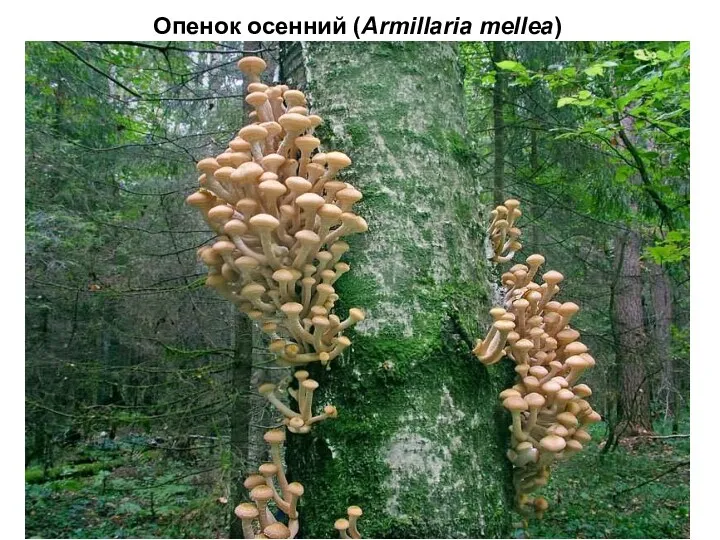 Опенок осенний (Armillaria mellea)