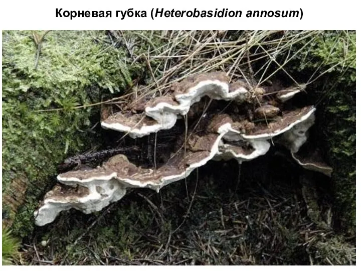 Корневая губка (Heterobasidion annosum)