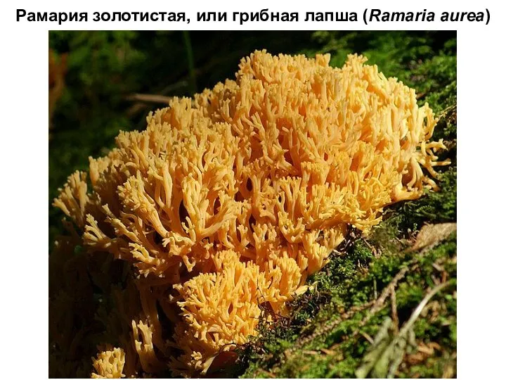 Рамария золотистая, или грибная лапша (Ramaria aurea)