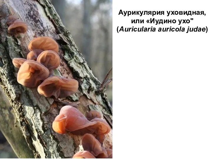 Аурикулярия уховидная, или «Иудино ухо" (Auricularia auricola judae)