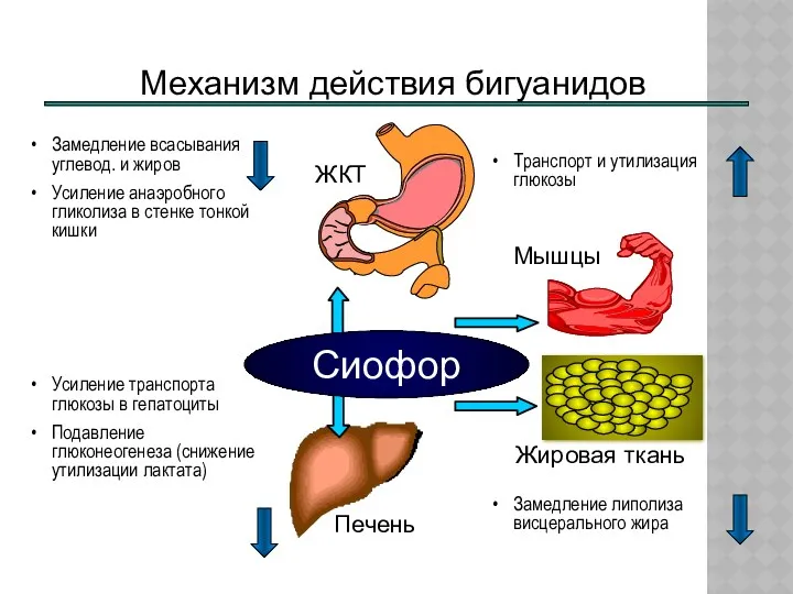 Механизм действия бигуанидов ЖКТ Печень Жировая ткань Мышцы Сиофор Транспорт