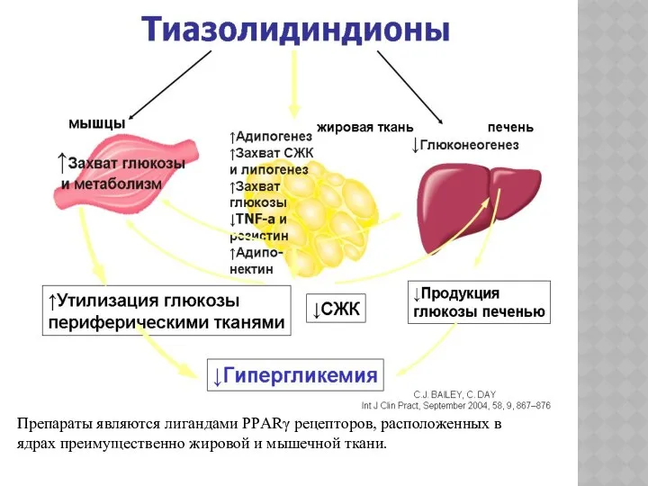 Препараты являются лигандами РРARγ рецепторов, расположенных в ядрах преимущественно жировой и мышечной ткани.