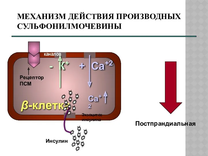 МЕХАНИЗМ ДЕЙСТВИЯ ПРОИЗВОДНЫХ СУЛЬФОНИЛМОЧЕВИНЫ ПСМ → Постпрандиальная гипергликемия