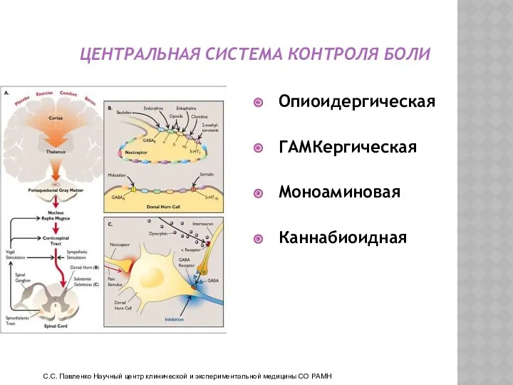 ЦЕНТРАЛЬНАЯ СИСТЕМА КОНТРОЛЯ БОЛИ Опиоидергическая ГАМКергическая Моноаминовая Каннабиоидная С.С. Павленко