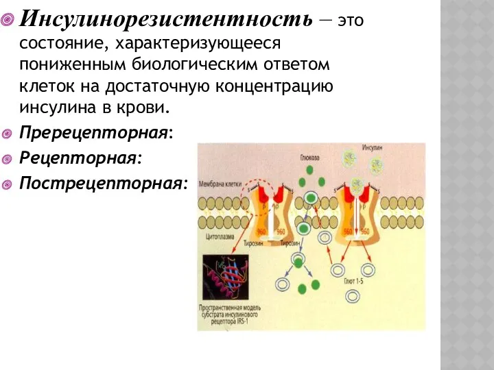 Инсулинорезистентность – это состояние, характеризующееся пониженным биологическим ответом клеток на