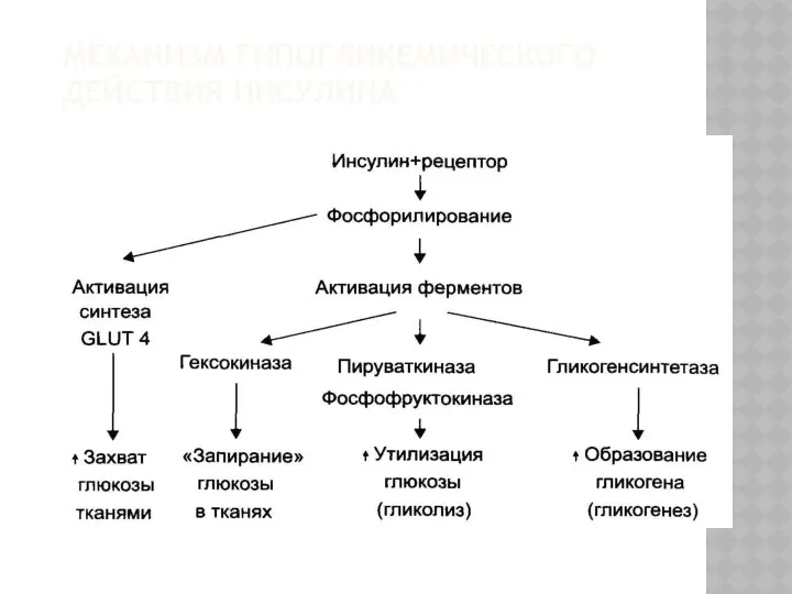 МЕХАНИЗМ ГИПОГЛИКЕМИЧЕСКОГО ДЕЙСТВИЯ ИНСУЛИНА