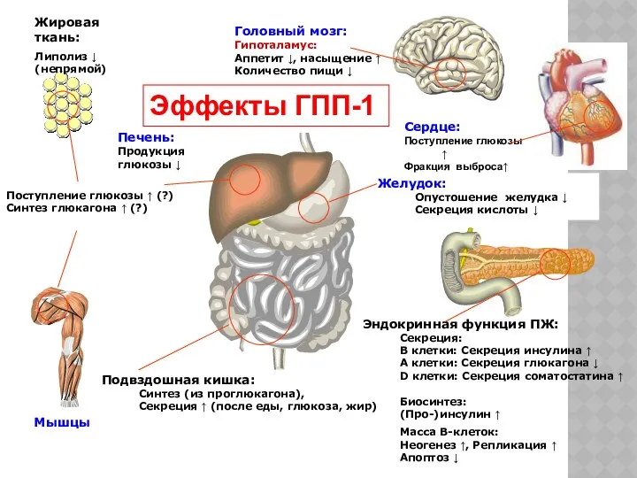 Головный мозг: Гипоталамус: Аппетит ↓, насыщение ↑ Количество пищи ↓