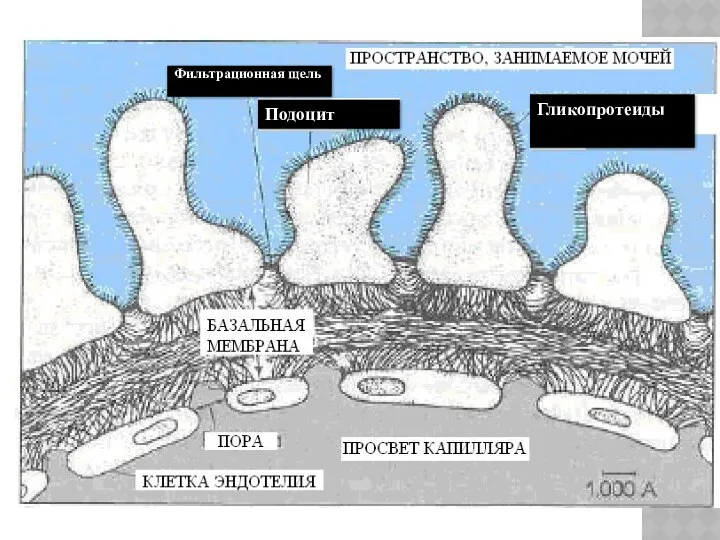 Подоцит Фильтрационная щель Гликопротеиды