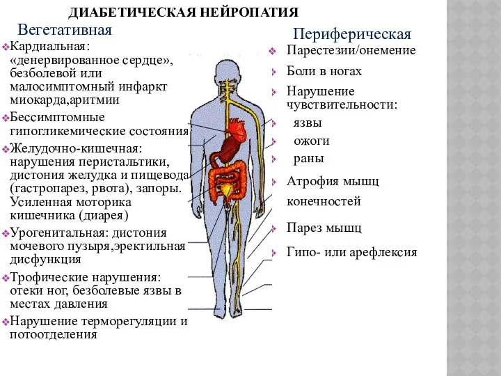 ДИАБЕТИЧЕСКАЯ НЕЙРОПАТИЯ Кардиальная: «денервированное сердце», безболевой или малосимптомный инфаркт миокарда,аритмии