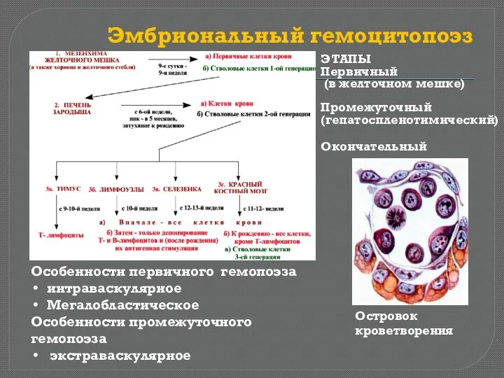 Эмбриональный гемоцитопоэз Островок кроветворения Особенности первичного гемопоэза интраваскулярное Мегалобластическое Особенности