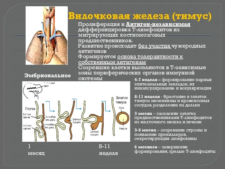 Вилочковая железа (тимус) Пролиферация и Антиген-независимая дифференцировка Т-лимфоцитов из мигрирующих