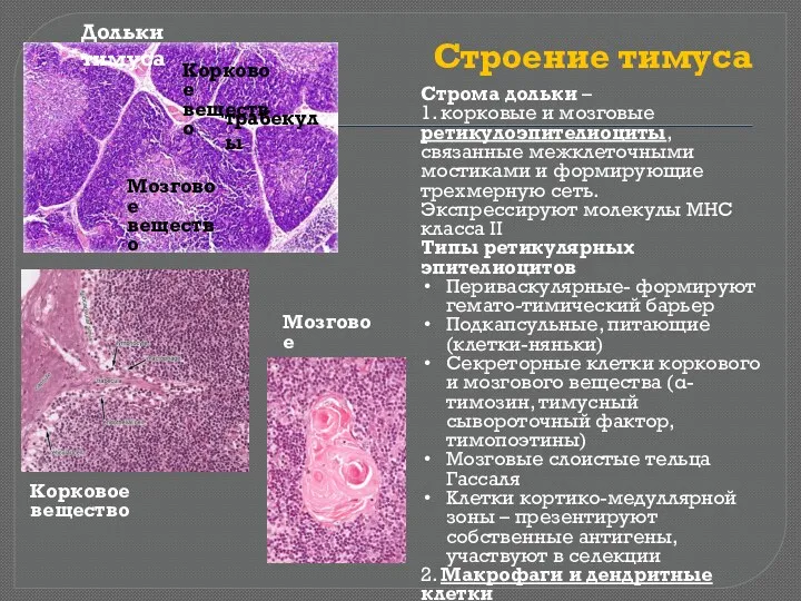 Строение тимуса трабекулы Строма дольки – 1. корковые и мозговые