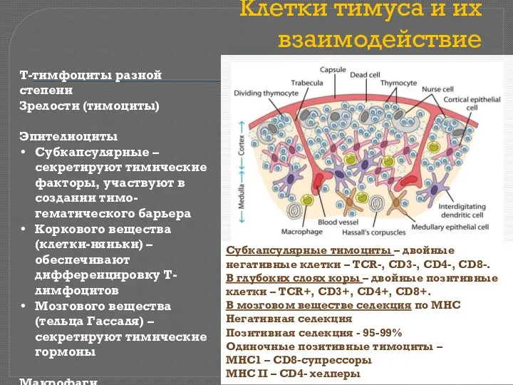 Клетки тимуса и их взаимодействие Т-тимфоциты разной степени Зрелости (тимоциты)