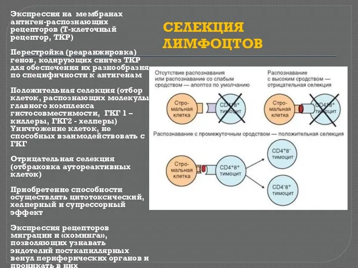 Экспрессия на мембранах антиген-распознающих рецепторов (Т-клеточный рецептор, ТКР) Перестройка (реаранжировка)