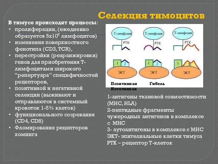 Селекция тимоцитов В тимусе происходят процессы: пролиферации, (ежедневно образуется 5х108