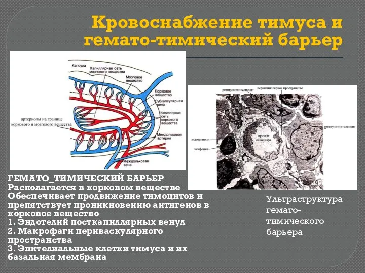 Кровоснабжение тимуса и гемато-тимический барьер ГЕМАТО_ТИМИЧЕСКИЙ БАРЬЕР Располагается в корковом