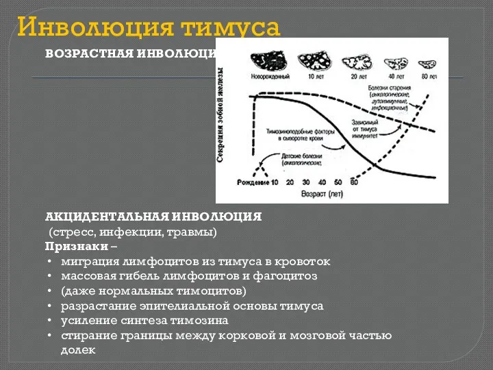 Инволюция тимуса ВОЗРАСТНАЯ ИНВОЛЮЦИЯ АКЦИДЕНТАЛЬНАЯ ИНВОЛЮЦИЯ (стресс, инфекции, травмы) Признаки