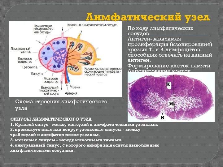 Лимфатический узел По ходу лимфатических сосудов Антиген-зависимая пролиферация (клонирование) зрелых