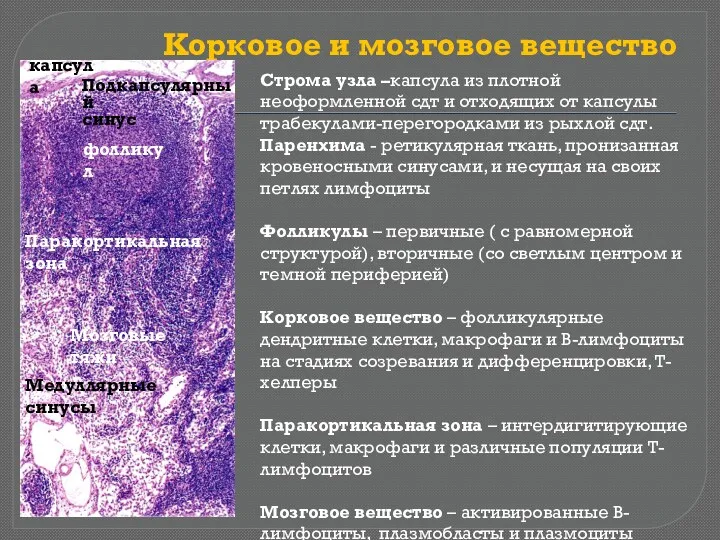 Корковое и мозговое вещество капсула Подкапсулярный синус фолликул Паракортикальная зона