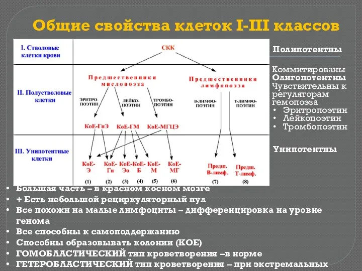 Общие свойства клеток I-III классов Большая часть – в красном