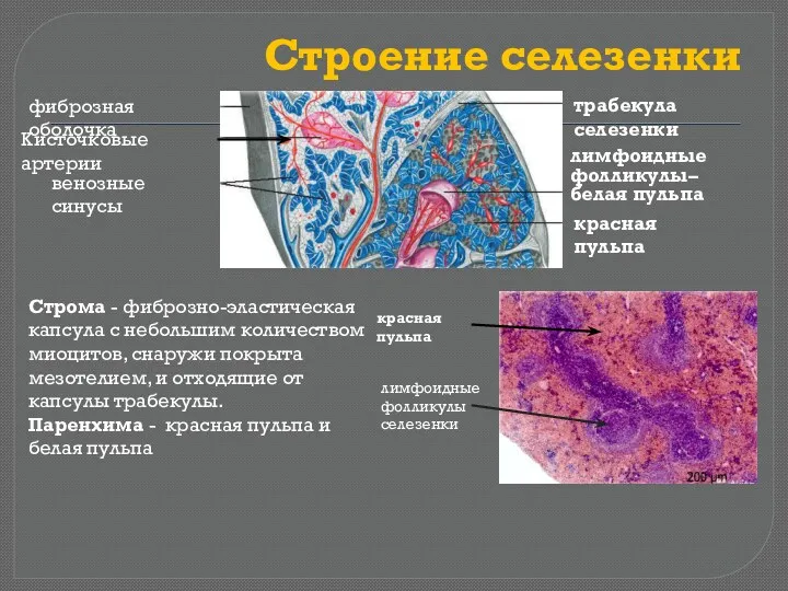 Строение селезенки Строма - фиброзно-эластическая капсула с небольшим количеством миоцитов,