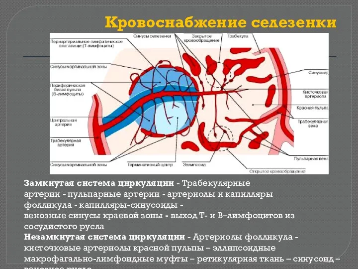 Кровоснабжение селезенки Замкнутая система циркуляции - Трабекулярные артерии - пульпарные