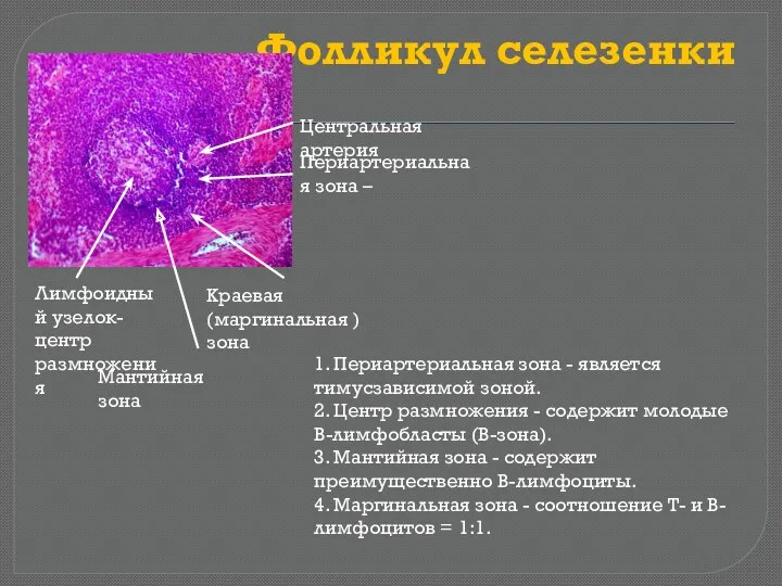 Фолликул селезенки 1. Периартериальная зона - является тимусзависимой зоной. 2.