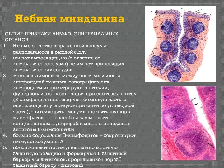 Небная миндалина ОБЩИЕ ПРИЗНАКИ ЛИМФО_ЭПИТЕЛИАЛЬНЫХ ОРГАНОВ Не имеют четко выраженной