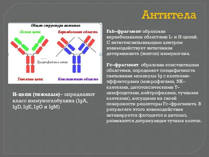 Антитела Fab–фрагмент образован вариабельными областями L- и H-цепей. С антигенсвязывающим