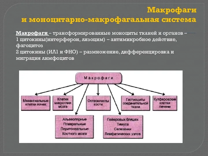 Макрофаги и моноцитарно-макрофагальная система Макрофаги – трансформированные моноциты тканей и