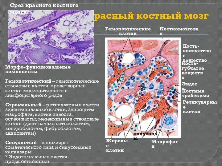 Красный костный мозг Срез красного костного мозга Морфо-функциональные компоненты Гемопоэтический