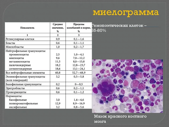 миелограмма Гемопоэтических клеток – 65-80% Мазок красного костного мозга