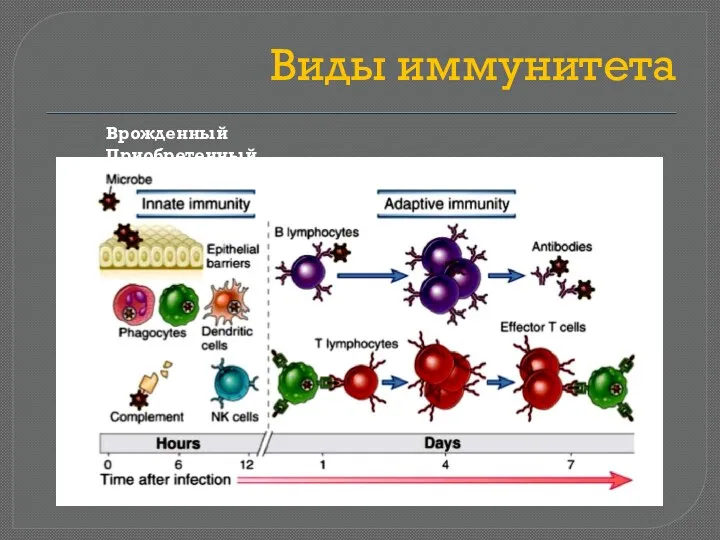 Виды иммунитета Врожденный Приобретенный