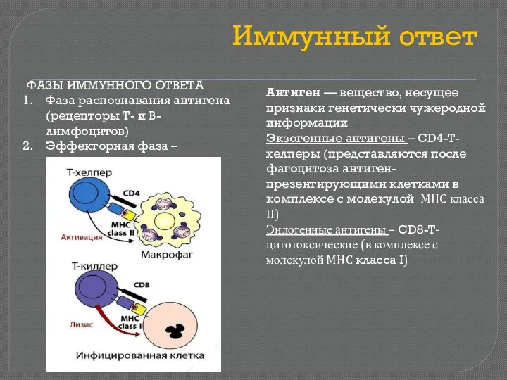 Иммунный ответ ФАЗЫ ИММУННОГО ОТВЕТА Фаза распознавания антигена (рецепторы Т-