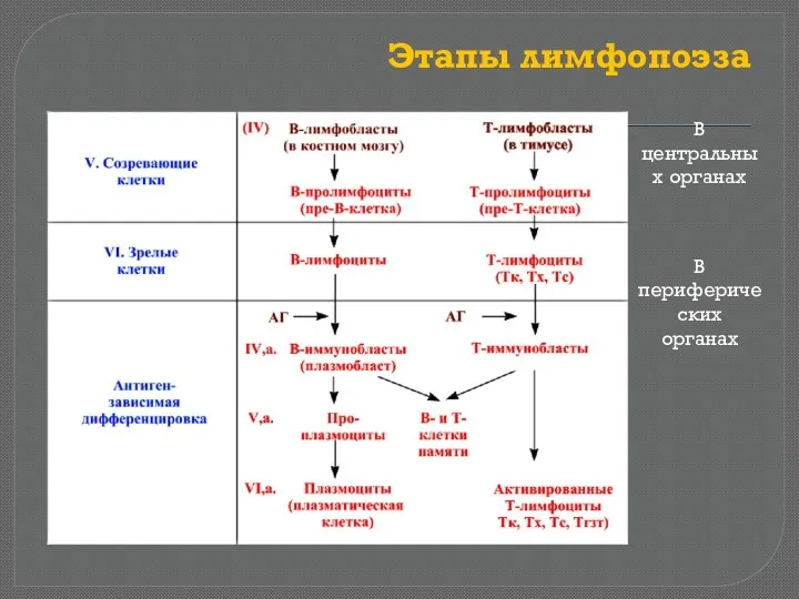 Этапы лимфопоэза В центральных органах В периферических органах